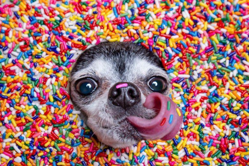 Kai šuo tampa „vaikeliu“: veterinarai perspėja apie nematomą grėsmę mūsų augintiniams