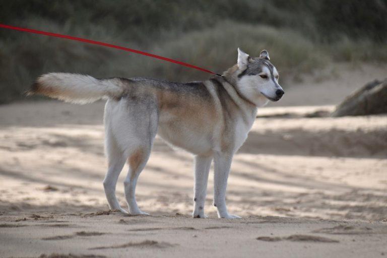 Kai šuo tampa „vaikeliu“: veterinarai perspėja apie nematomą grėsmę mūsų augintiniams. Nuo kiemo sargo iki kailiuoto vaikelio