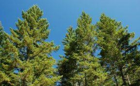 Kaimynai liks be žodžių: ši greitai auganti gyvatvorė užauga beveik per metus ir lenkia tujas