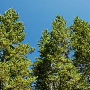 Kaimynai liks be žodžių: ši greitai auganti gyvatvorė užauga beveik per metus ir lenkia tujas