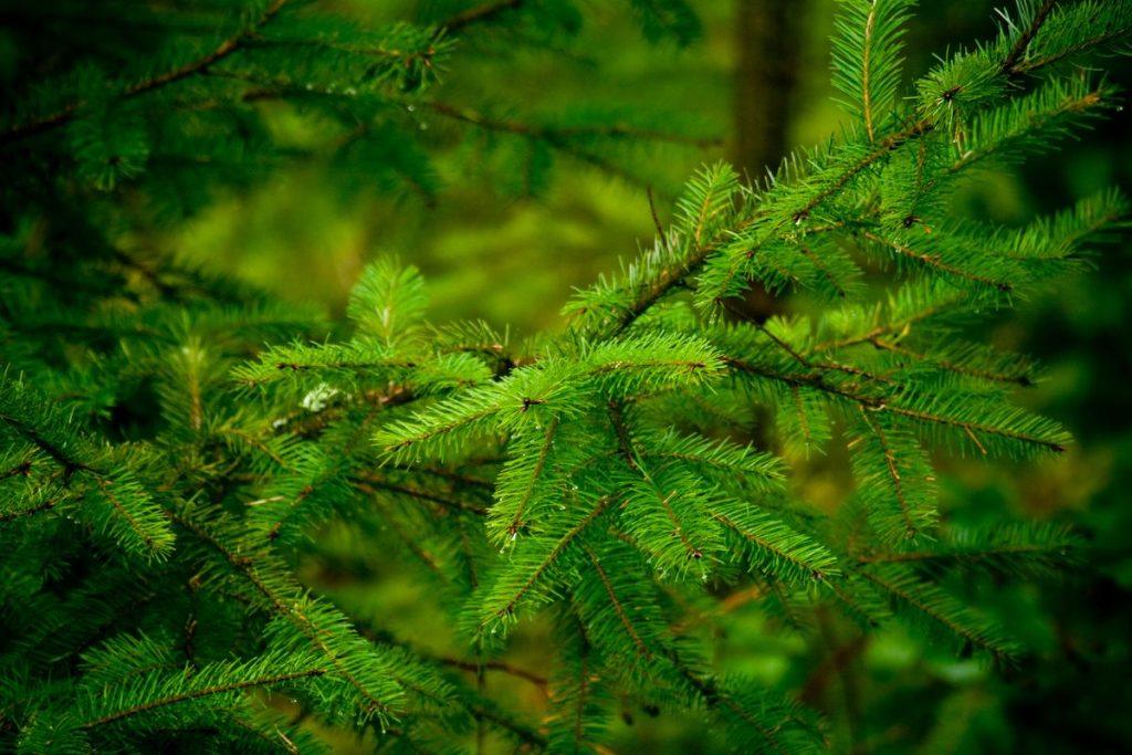 Kaimynai liks be žodžių: ši greitai auganti gyvatvorė užauga beveik per metus ir lenkia tujas. Tręšimas ir paprasti sprendimai