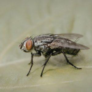 Kaip atsikratyti musių namuose be cheminių medžiagų: šie natūralūs būdai tikrai veikia!