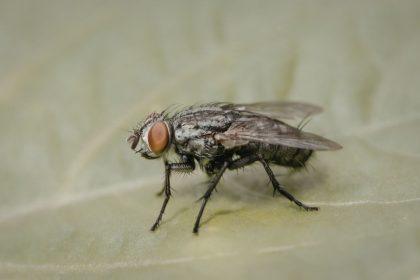 Kaip atsikratyti musių namuose be cheminių medžiagų: šie natūralūs būdai tikrai veikia!