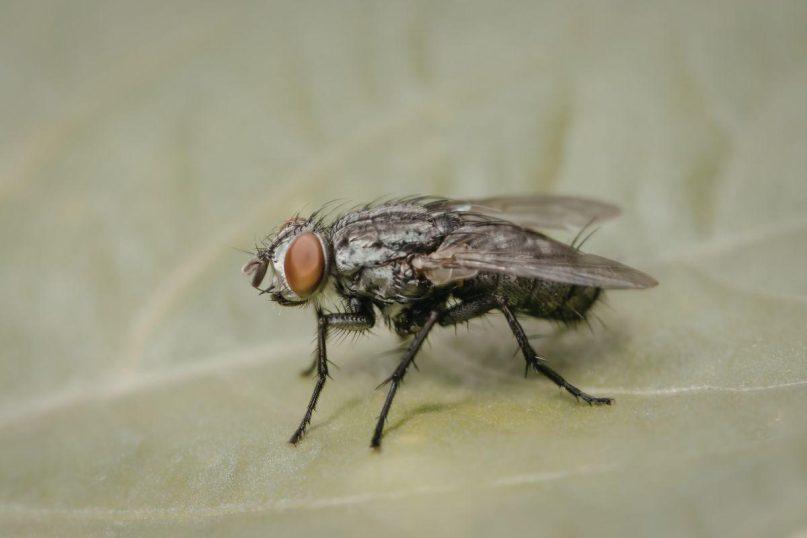 Kaip atsikratyti musių namuose be cheminių medžiagų: šie natūralūs būdai tikrai veikia!