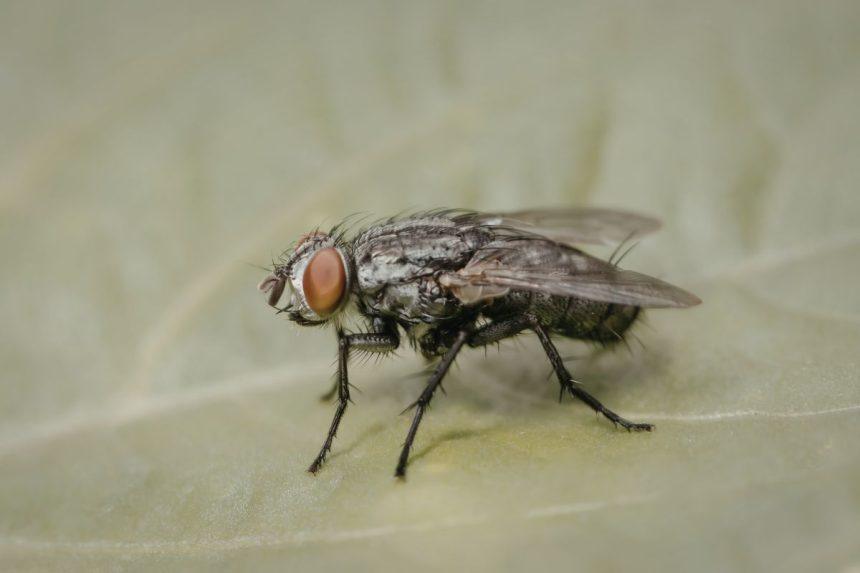 Kaip atsikratyti musių namuose be cheminių medžiagų: šie natūralūs būdai tikrai veikia!
