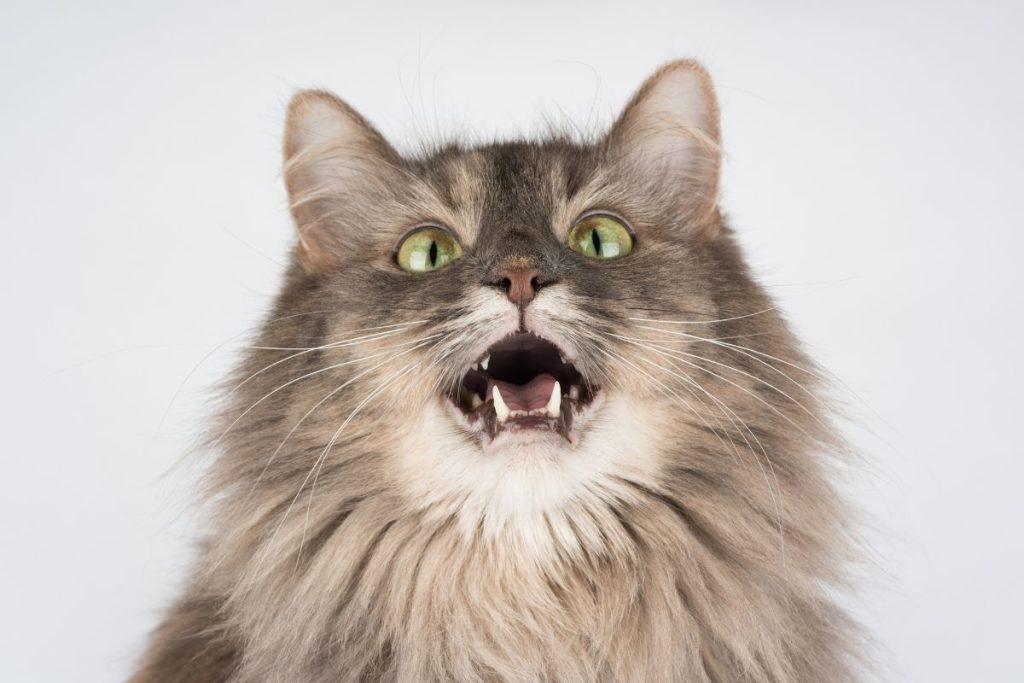 Kaip mitybos kokybė lemia tai, kad katė prašo maisto naktį