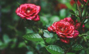 Kaip paruošti rožes žiemai, kad pavasarį jos žydėtų sveikos ir stiprios