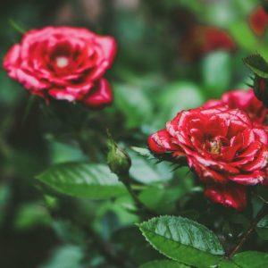 Kaip paruošti rožes žiemai, kad pavasarį jos žydėtų sveikos ir stiprios