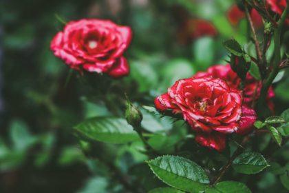 Kaip paruošti rožes žiemai, kad pavasarį jos žydėtų sveikos ir stiprios