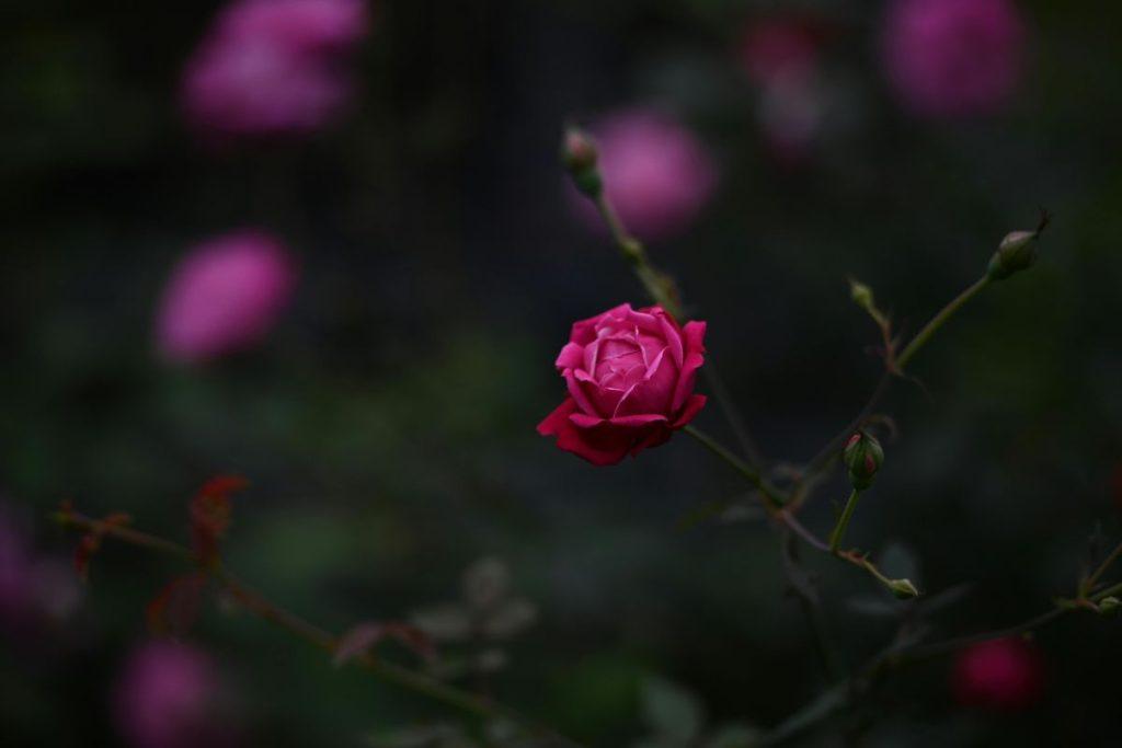 Kaip paruošti rožes žiemai: laistymas prieš šalnas