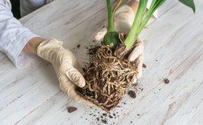 Kaip pasigaminti tobulą orchidėjų substratą namuose: paslaptys, kurios užtikrins jų sveiką augimą