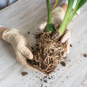 Kaip pasigaminti tobulą orchidėjų substratą namuose: paslaptys, kurios užtikrins jų sveiką augimą