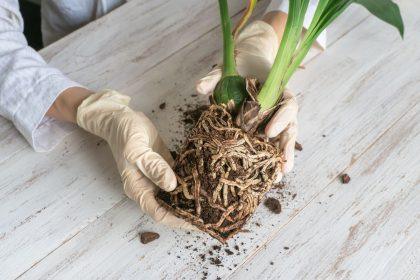 Kaip pasigaminti tobulą orchidėjų substratą namuose: paslaptys, kurios užtikrins jų sveiką augimą