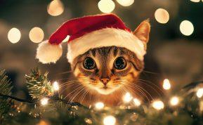 Kaip šventes švęsti saugiai: pagrindinės grėsmės jūsų augintiniams