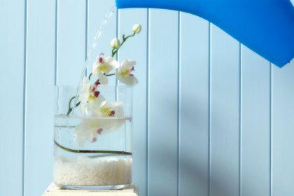 Kaip tinkamai laistyti orchidėją: trys veiksmingiausi būdai, kuriuos turi žinoti kiekvienas