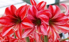 Kalėdiniai augalai ir gėlės: kaip juos auginti ir prižiūrėti