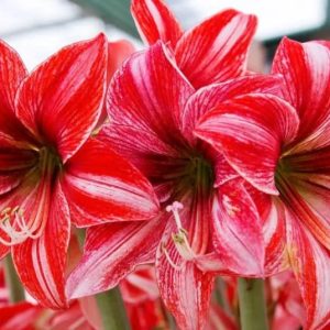 Kalėdiniai augalai ir gėlės: kaip juos auginti ir prižiūrėti