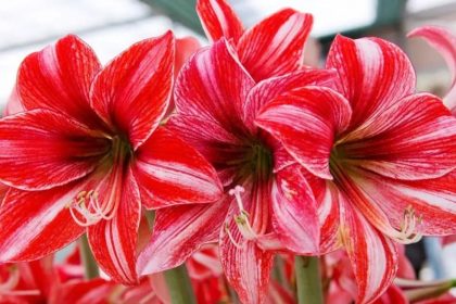 Kalėdiniai augalai ir gėlės: kaip juos auginti ir prižiūrėti