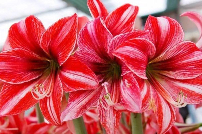 Kalėdiniai augalai ir gėlės: kaip juos auginti ir prižiūrėti