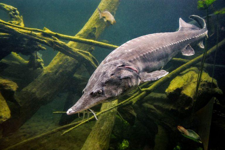Karalių pamėgtas skonis grįžta ant Kūčių stalo: ši beveik bekaulė žuvis išstumia karpį ir žavi savo istorija. Žuvis išlikusi nuo dinozaurų laikų
