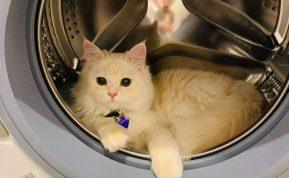 Katinas pasislėpė skalbimo mašinoje: valandą trukęs skalbimo ciklas baigėsi stebūklu