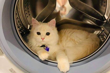 Katinas pasislėpė skalbimo mašinoje: valandą trukęs skalbimo ciklas baigėsi stebūklu