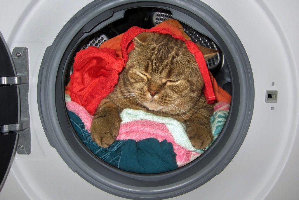 Katinas pasislėpė skalbimo mašinoje: valandą trukęs skalbimo ciklas baigėsi stebūklu. Lemtinga minutė