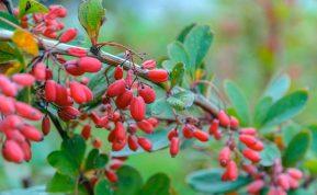 Keturi augalai, kurie išlieka elegantiški net po sniegu