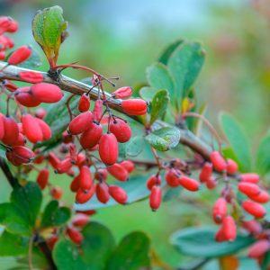 Keturi augalai, kurie išlieka elegantiški net po sniegu