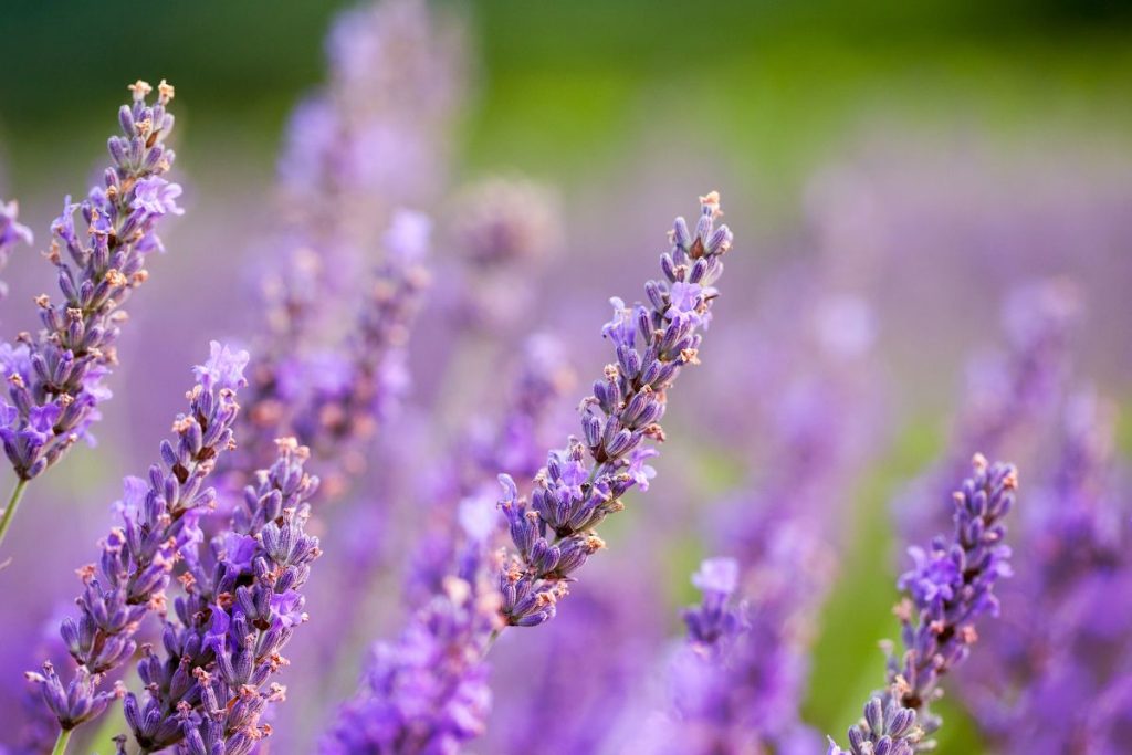 Klaidos, kurias dažniausiai daromos džiovinant levandas: išsisaugokite patarimus kitam sezonui! Kaip džiovinti levandas