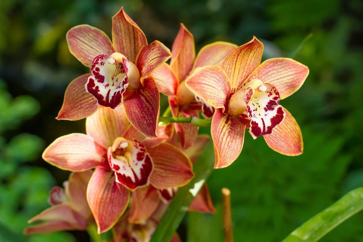 Kodėl ant orchidėjų atsiranda lipnūs lašeliai? Sužinokite, kaip teisingai rūpintis savo augalu!