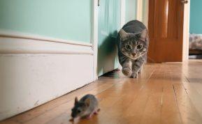 Kodėl katė atneša peles: supraskite savo augintinio paslėptą elgesį