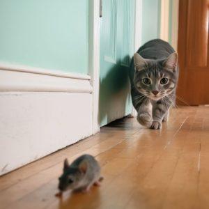 Kodėl katė atneša peles: supraskite savo augintinio paslėptą elgesį