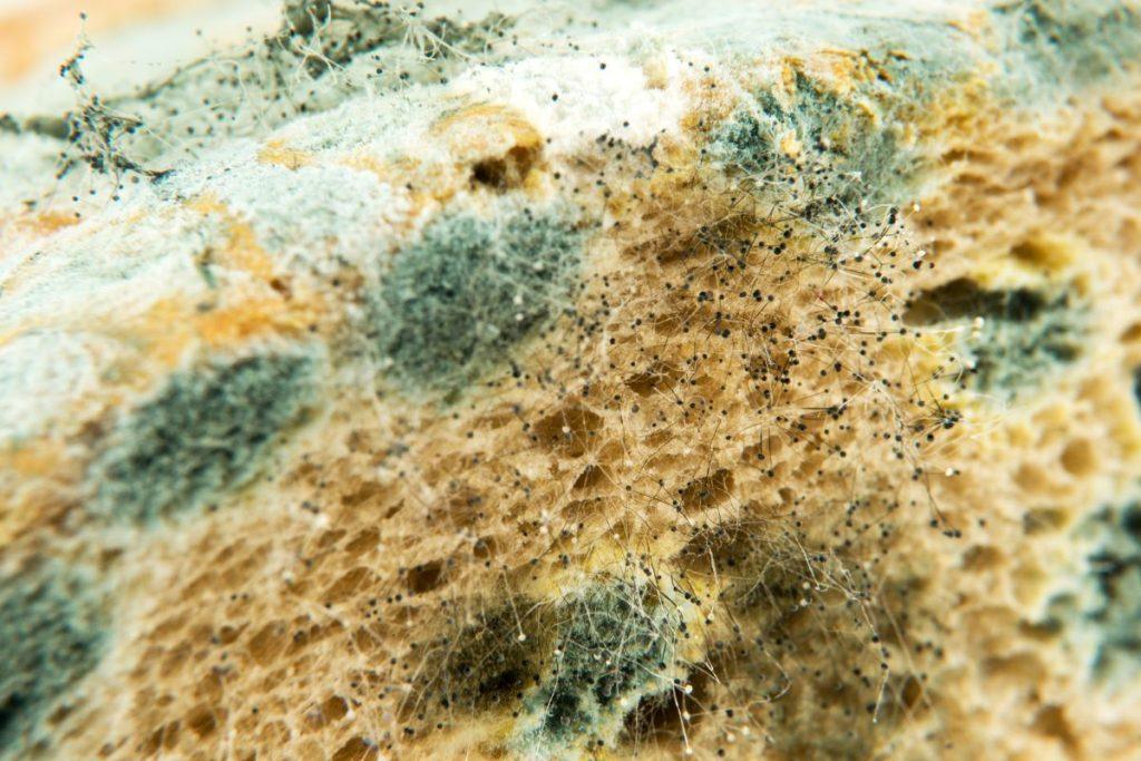 Kodėl kepiniai taip greitai pasidengia pelėsiu ir sužiedėja?