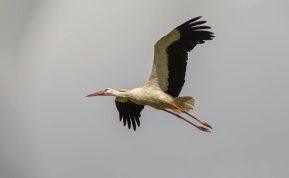 Kodėl vis daugiau gandrų nusprendžia nebeišskristi iš Lietuvos? Ekspertų įžvalgos.