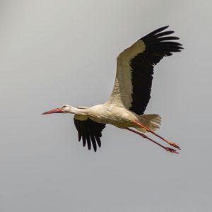 Kodėl vis daugiau gandrų nusprendžia nebeišskristi iš Lietuvos? Ekspertų įžvalgos.