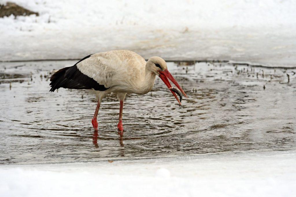 Kodėl vis daugiau gandrų nusprendžia nebeišskristi iš Lietuvos? Ekspertų įžvalgos. Ką daryti pamačius Gandrą žiemą