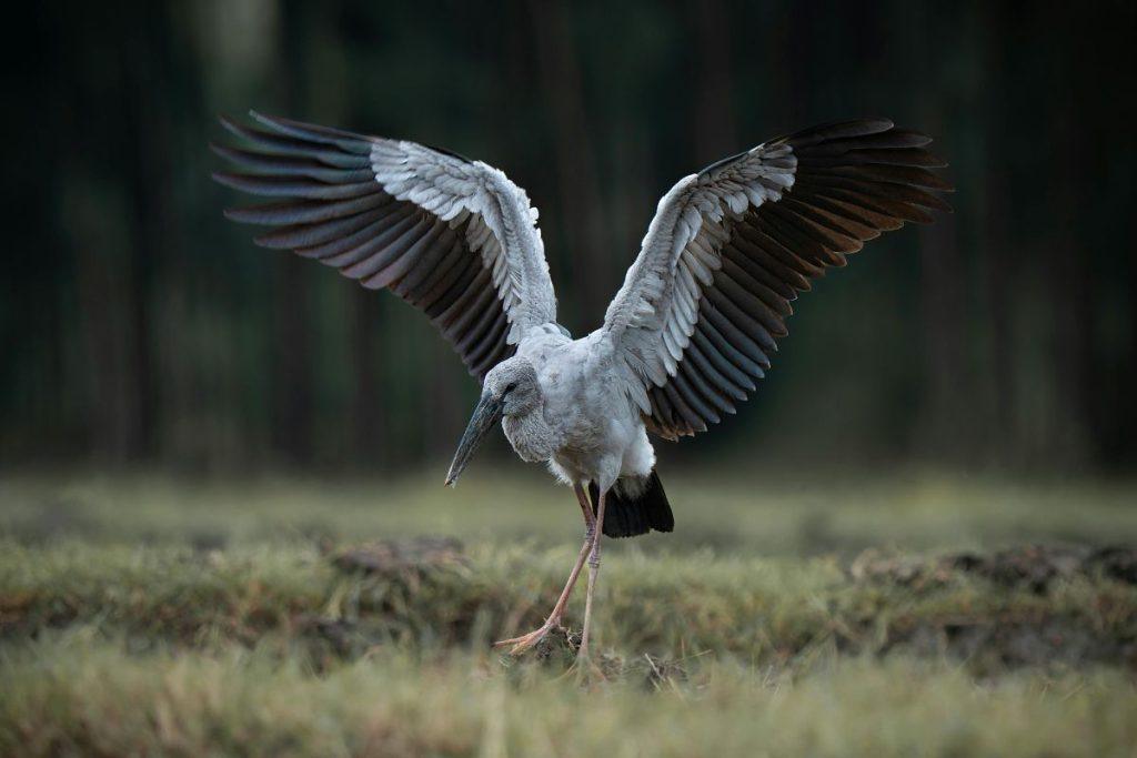 Kodėl vis daugiau gandrų nusprendžia nebeišskristi iš Lietuvos? Ekspertų įžvalgos. Kodėl gadrai Lietuvoje lieka žiemoti