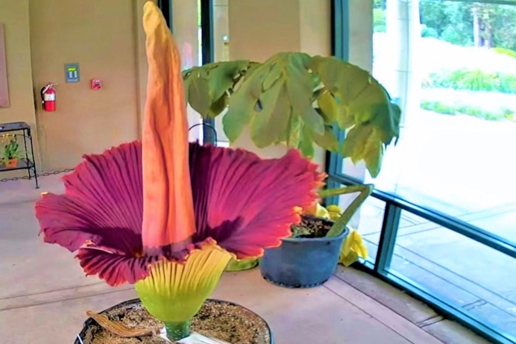 Gigantiškasis amorfofalas