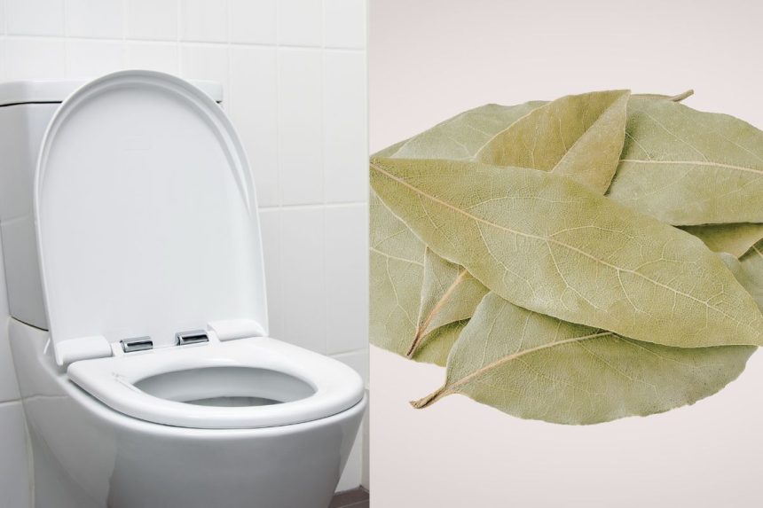 Lauro lapas tualete: paprastas triukas, kuris veikia