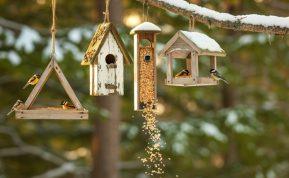 Lesyklėlė pilna, bet paukščių nėra? Šios klaidos juos atbaido net žiemą.