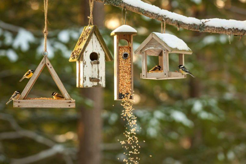 Lesyklėlė pilna, bet paukščių nėra? Šios klaidos juos atbaido net žiemą.