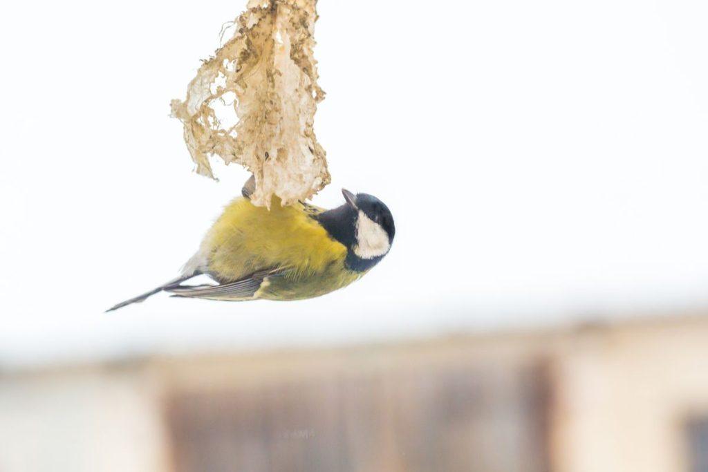 Lesyklėlė pilna, bet paukščių nėra? Šios klaidos juos atbaido net žiemą. Kada pradėti lesinti paukščius