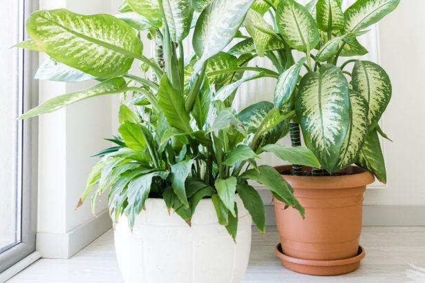 Mažai kam žinomas būdas padės atsikratyti vazoninėmis muselėmis akimirksniu.