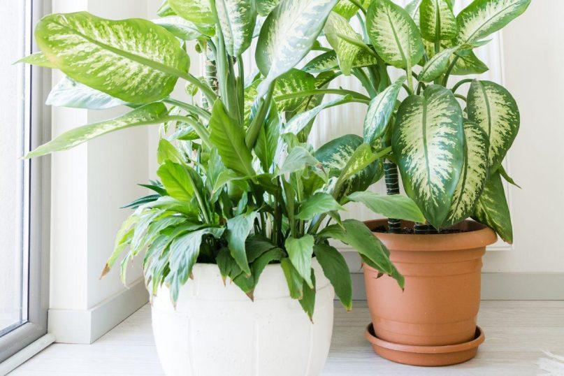 Mažai kam žinomas būdas padės atsikratyti vazoninėmis muselėmis akimirksniu.