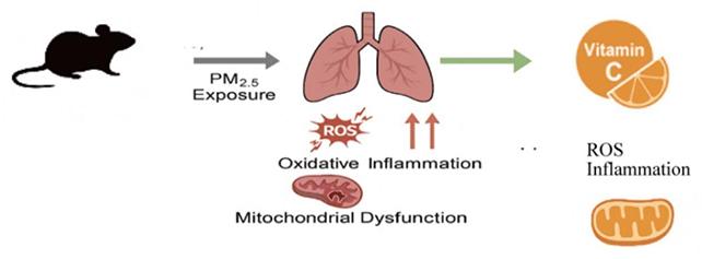 Mokslininkai nustebo: paprastas vitaminas gali apsaugoti plaučius nuo oro taršos. Kodėl PM2.5 dalelės