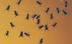 Musės dings greičiau, nei spės atsirasti: natūralios priemonės, kurias jau turite virtuvėje