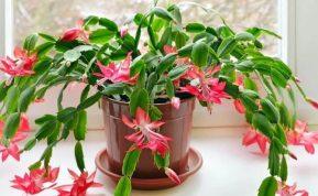 Netikėtas atradimas: štai kiek rūšių ir spalvų iš tiesų egzistuoja Kalėdų kaktusų mylėtojams