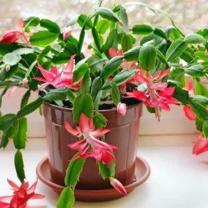 Netikėtas atradimas: štai kiek rūšių ir spalvų iš tiesų egzistuoja Kalėdų kaktusų mylėtojams