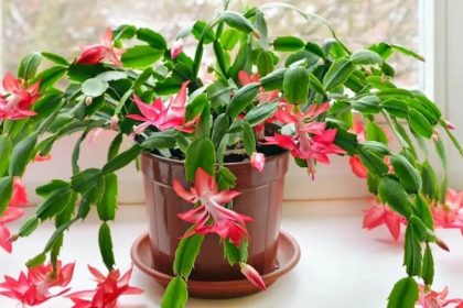 Netikėtas atradimas: štai kiek rūšių ir spalvų iš tiesų egzistuoja Kalėdų kaktusų mylėtojams